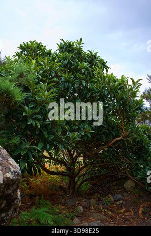 Loquat Tree Eriobotrya japonica con fitte foglie verdi che crescono tra rocce vulcaniche e felci nell'ambiente forestale dei Monti Anaga Tenerife Foto Stock