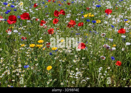 Campo con fiori rossi, gialli, blu e bianchi in natura Foto Stock