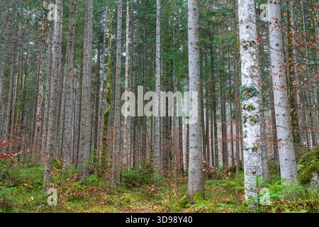 Una fitta pineta piena di tronchi dritti alti crea una ripetizione verticale. Foto Stock