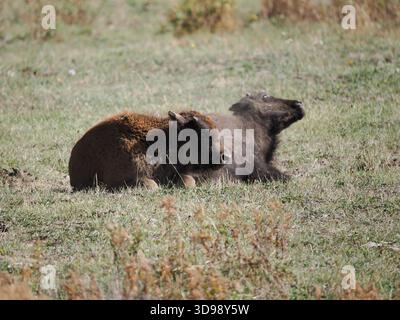 Due adorabili vitelli di bisonte che si trovano fianco a fianco in un campo erboso a Yellowstone. Un vitello ha il caratteristico cappotto arancio-marrone. Foto Stock