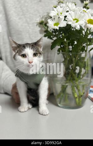Carino gatto accanto a vaso di fiori su un tavolo. Gatto seduto in cima a un elegante e moderno tavolo con un vaso di vetro che contiene fiori primaverili freschi in stile minimale Foto Stock