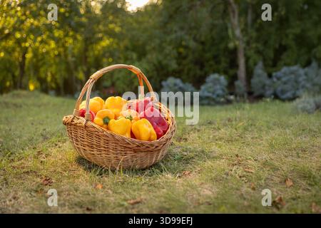 Cestino di vimini riempito con peperoni rossi e gialli biologici Foto Stock
