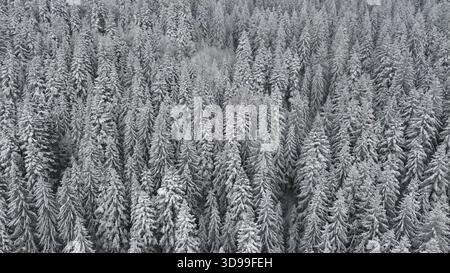 Vista aerea della foresta di conifere ricoperta di neve in inverno, che mostra una tranquilla bellezza naturale e cambiamenti stagionali. Foto Stock