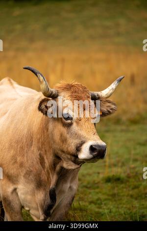 Ritratto della mucca Tarine, sguardo delicato, sfondo sfocato dei pascoli, luce naturale, atmosfera rurale tranquilla e tranquilla Foto Stock