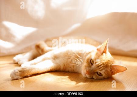 Un simpatico gatto da tavola arancione steso su un pavimento di legno illuminato dal sole. Retroilluminato da una finestra con tende trasparenti. Atmosfera accogliente e familiare. Foto Stock