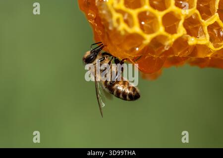 Lavorare le api sul nido d'ape, primo piano. Colonia di api nell'apiario. Apicoltura in campagna. Macro shot con in un alveare in un nido d'ape, cellule di cera con Hon Foto Stock