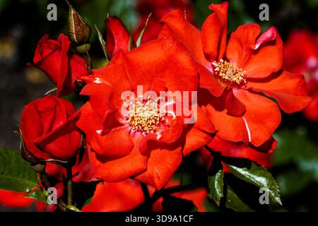 Rosa chinensis, nota comunemente come rosa cinese, rosa cinese o rosa del Bengala, è un membro del genere Rosa nativo della Cina sud-occidentale. Foto Stock