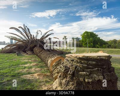 Tronco di palma caduto e fronde distese sull'erba dopo essere stati tagliati a causa di danni parassiti Foto Stock