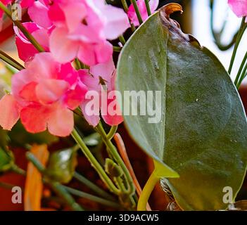 Vista ravvicinata di un impianto al chiuso Foto Stock