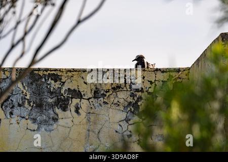 Uccelli appollaiati su un vecchio edificio con pareti incrinate e vernice scheggiata Foto Stock