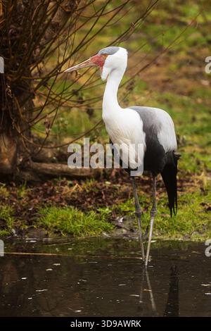 Gru ondulata (Grus carunculata) in piedi sull'acqua con il suo riflesso Foto Stock