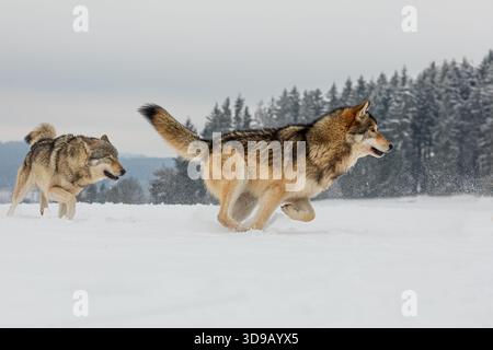 Lupo grigio (Canis lupus) maschio che corre attraverso la neve Foto Stock