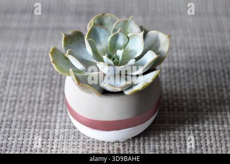 Stabilimento di Echeveria nel vaso di fiori, primo piano Foto Stock