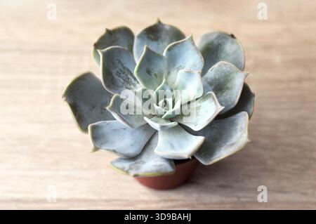 Stabilimento di Echeveria nel vaso di fiori, primo piano Foto Stock