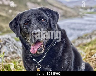 Black Labrador Sam con la lingua che passa fuori sembra carino. Foto Stock