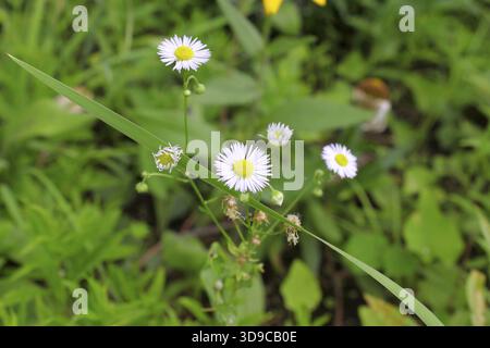 Camomilla romana con fiori bianchi. Primo piano. Campo verde Foto Stock