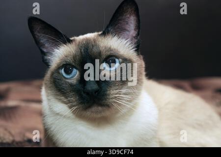 Primo piano facciale di un simpatico gatto siamese dagli occhi blu Foto Stock