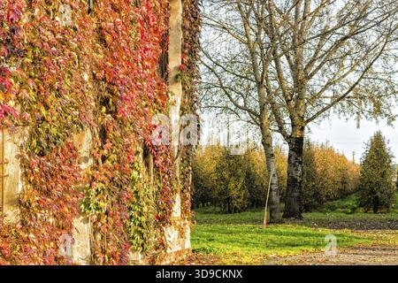 Foglie rosse, verdi e arancioni di edera di Boston, parthenocissus tricuspidata veitchii, in autunno su un vecchio muro grunge in una tipica casa contadina a Itali Foto Stock