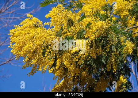 Acacia dealbata albero in fiore. Questa pianta con fiori gialli è anche conosciuta come wattle d'argento, wattle blu e mimosa. Foto Stock