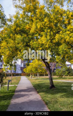 Acacia dealbata albero in fiore nel parco sul sentiero pedonale di Sochi. Questa pianta con fiori gialli è nota anche come wattle d'argento, wattle blu e mim Foto Stock