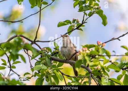 Thrush Nightingale, Luscinia luscinia. Un uccello siede su un ramo di albero e canta. Piccolo uccello bruno passerino più noto per il suo potente e bello così Foto Stock