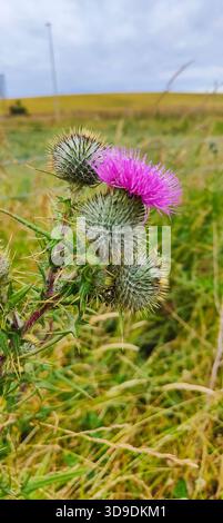 Primo piano verticale di un cardo scozzese che si erge orgogliosamente su vivaci campi estivi verdi Foto Stock