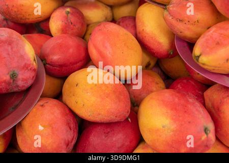 Mango rosso e giallo (mucchio) Foto Stock