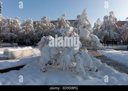 Primo piano di un cespuglio pesantemente coperto di neve fresca spessa in un parco cittadino con alberi e edifici carichi di neve sullo sfondo Foto Stock