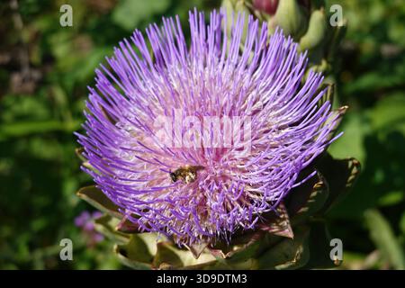 Carciofo fiorito con api in giardino Foto Stock