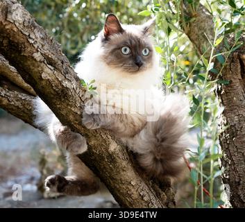 gatto siberiano davanti allo sfondo del giardino Foto Stock