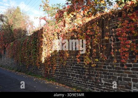 piante autunnali rosse appese su un vecchio muro Foto Stock