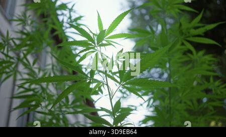 Pianta di marijuana con foglie seghettate che raggiunge il cielo accanto a una finestra di costruzione, steli sottili e fogliame a strati; crescita serena. Foto Stock