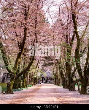 Percorso fiancheggiato da alberi di ciliegio in fiore situato nell'isola di Nami, Corea del Sud Foto Stock