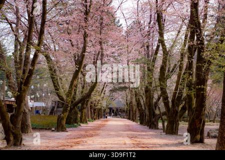 Percorso fiancheggiato da alberi di ciliegio in fiore situato nell'isola di Nami, Corea del Sud Foto Stock