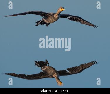 Un Cormorant inf Flight Reflection a doppia cresta Foto Stock
