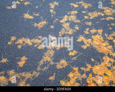 Foglie dorate di ginkgo biloba sparse su una superficie di asfalto dalla texture scura durante la vibrante stagione autunnale per creare un bellissimo motivo naturale Foto Stock
