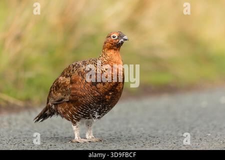 Red Grouse, nome scientifico: Lagopus Lagopus. In Autunno, un maschio di Red Grouse, che attraversa una strada asfaltata a Swaledale, Yorkshire Dales, Regno Unito. CLE Foto Stock