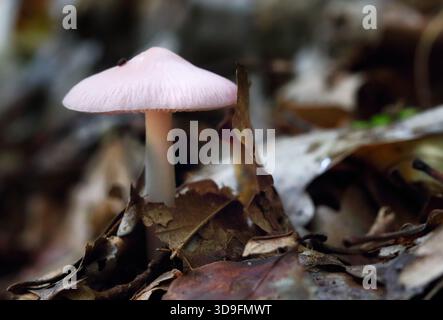 Funghi Mycena pura nella foresta Foto Stock
