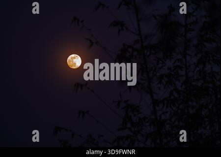 Tehatta, India. 4 dicembre 2025. L'ultima luna piena dell'anno, la Luna fredda, è una super luna visibile attraverso varie vegetazioni progettate, che si innalza a Tehatta e illumina il cielo notturno. Il nome "Luna fredda" riflette il calo delle temperature nell'emisfero settentrionale con l'arrivo dell'inverno. È anche chiamata la "Luna prima di Yule", che segna l'ultima luna piena prima di Natale. Questa super luna appare più grande e luminosa quando si avvicina al suo perigeo. (Foto di Soumyabrata Roy/Pacific Press) credito: Pacific Press Media Production Corp./Alamy Live News Foto Stock