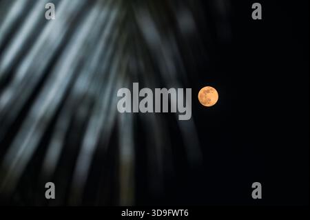 Tehatta, India. 4 dicembre 2025. L'ultima luna piena dell'anno, la Luna fredda, è una super luna visibile attraverso varie vegetazioni progettate, che si innalza a Tehatta e illumina il cielo notturno. Il nome "Luna fredda" riflette il calo delle temperature nell'emisfero settentrionale con l'arrivo dell'inverno. È anche chiamata la "Luna prima di Yule", che segna l'ultima luna piena prima di Natale. Questa super luna appare più grande e luminosa quando si avvicina al suo perigeo. (Foto di Soumyabrata Roy/Pacific Press) credito: Pacific Press Media Production Corp./Alamy Live News Foto Stock