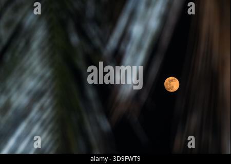 Tehatta, India. 4 dicembre 2025. L'ultima luna piena dell'anno, la Luna fredda, è una super luna visibile attraverso varie vegetazioni progettate, che si innalza a Tehatta e illumina il cielo notturno. Il nome "Luna fredda" riflette il calo delle temperature nell'emisfero settentrionale con l'arrivo dell'inverno. È anche chiamata la "Luna prima di Yule", che segna l'ultima luna piena prima di Natale. Questa super luna appare più grande e luminosa quando si avvicina al suo perigeo. (Foto di Soumyabrata Roy/Pacific Press) credito: Pacific Press Media Production Corp./Alamy Live News Foto Stock