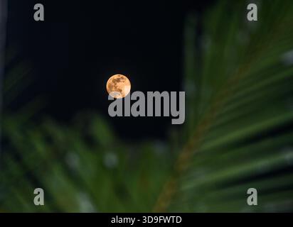 Tehatta, India. 4 dicembre 2025. L'ultima luna piena dell'anno, la Luna fredda, è una super luna visibile attraverso varie vegetazioni progettate, che si innalza a Tehatta e illumina il cielo notturno. Il nome "Luna fredda" riflette il calo delle temperature nell'emisfero settentrionale con l'arrivo dell'inverno. È anche chiamata la "Luna prima di Yule", che segna l'ultima luna piena prima di Natale. Questa super luna appare più grande e luminosa quando si avvicina al suo perigeo. (Foto di Soumyabrata Roy/Pacific Press) credito: Pacific Press Media Production Corp./Alamy Live News Foto Stock