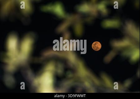 Tehatta, India. 4 dicembre 2025. L'ultima luna piena dell'anno, la Luna fredda, è una super luna visibile attraverso varie vegetazioni progettate, che si innalza a Tehatta e illumina il cielo notturno. Il nome "Luna fredda" riflette il calo delle temperature nell'emisfero settentrionale con l'arrivo dell'inverno. È anche chiamata la "Luna prima di Yule", che segna l'ultima luna piena prima di Natale. Questa super luna appare più grande e luminosa quando si avvicina al suo perigeo. (Foto di Soumyabrata Roy/Pacific Press) credito: Pacific Press Media Production Corp./Alamy Live News Foto Stock