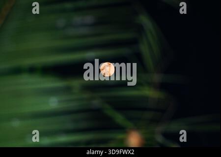 Tehatta, India. 4 dicembre 2025. L'ultima luna piena dell'anno, la Luna fredda, è una super luna visibile attraverso varie vegetazioni progettate, che si innalza a Tehatta e illumina il cielo notturno. Il nome "Luna fredda" riflette il calo delle temperature nell'emisfero settentrionale con l'arrivo dell'inverno. È anche chiamata la "Luna prima di Yule", che segna l'ultima luna piena prima di Natale. Questa super luna appare più grande e luminosa quando si avvicina al suo perigeo. (Foto di Soumyabrata Roy/Pacific Press) credito: Pacific Press Media Production Corp./Alamy Live News Foto Stock