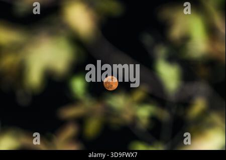 Tehatta, India. 4 dicembre 2025. L'ultima luna piena dell'anno, la Luna fredda, è una super luna visibile attraverso varie vegetazioni progettate, che si innalza a Tehatta e illumina il cielo notturno. Il nome "Luna fredda" riflette il calo delle temperature nell'emisfero settentrionale con l'arrivo dell'inverno. È anche chiamata la "Luna prima di Yule", che segna l'ultima luna piena prima di Natale. Questa super luna appare più grande e luminosa quando si avvicina al suo perigeo. (Foto di Soumyabrata Roy/Pacific Press) credito: Pacific Press Media Production Corp./Alamy Live News Foto Stock