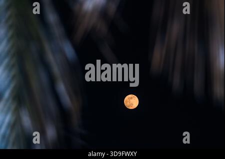 Tehatta, India. 4 dicembre 2025. L'ultima luna piena dell'anno, la Luna fredda, è una super luna visibile attraverso varie vegetazioni progettate, che si innalza a Tehatta e illumina il cielo notturno. Il nome "Luna fredda" riflette il calo delle temperature nell'emisfero settentrionale con l'arrivo dell'inverno. È anche chiamata la "Luna prima di Yule", che segna l'ultima luna piena prima di Natale. Questa super luna appare più grande e luminosa quando si avvicina al suo perigeo. (Foto di Soumyabrata Roy/Pacific Press) credito: Pacific Press Media Production Corp./Alamy Live News Foto Stock