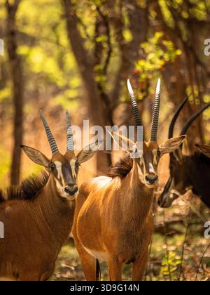 Non facile da trovare nell'Africa orientale e meridionale, l'antilope zibellino è una specie spettacolare di antilope. Foto Stock