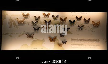 Birdwing Butterflys Around the World, Museo di storia naturale, Vienna, Austria Foto Stock