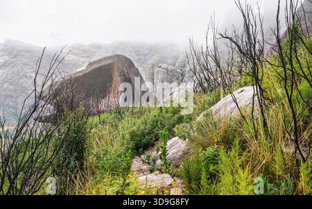 Sentiero di trekking che conduce tra piccoli cespugli verdi, alberi secchi e enormi rocce durante il giorno nebbia ricoperta - paesaggio tipico visto durante le escursioni nel parco nazionale Andringitra, Madagascar Foto Stock