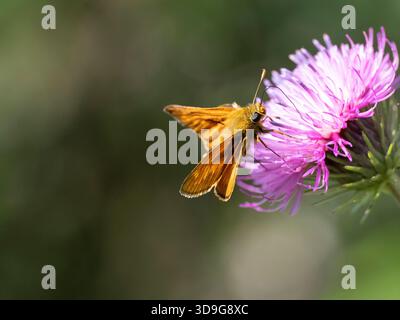 Farfalla grande Skipper (Ochlodes sylvanus) che si nutre di Fiore di Cardo del latte (Silybum marianum) vicino al lago Blindsee, Tirolo, Austria Foto Stock